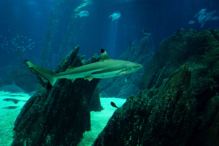 Tubarão-de-pontas-negras-do-recife (Carcharhinus melanopterus)