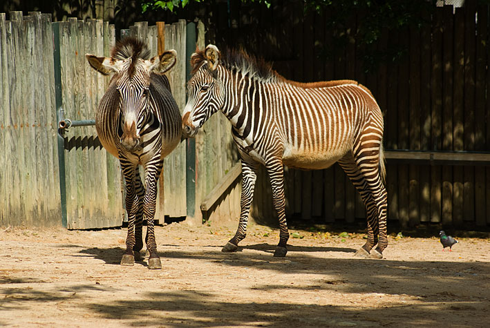 Zebra-de-Grevy (Equus grevvy)