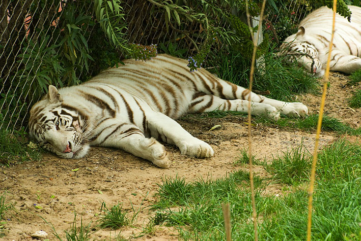 White Tiger (Panthera tigris)