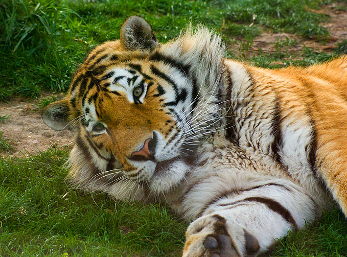 Tigre-de-Sumatra (Panthera Tigris Sumatrae)