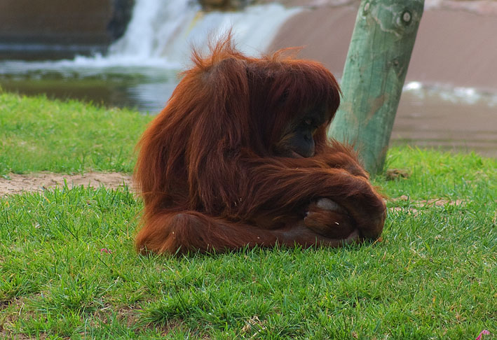 Sumatran Orangutan (Pongo abelli)
